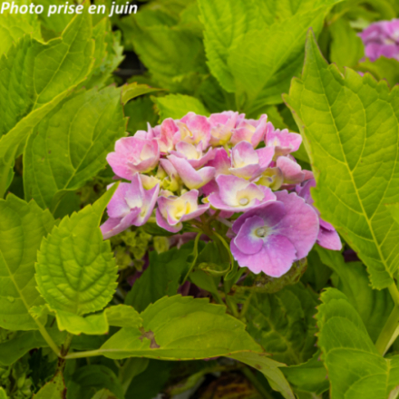 Hydrangea macrophylla 'Altona' - Hortensia