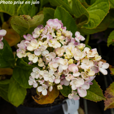 Hydrangea macrophylla 'Ayesha' - Hortensia