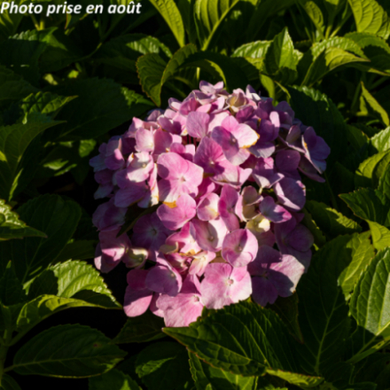 Hydrangea macrophylla 'Belle Seduction' - Hortensia