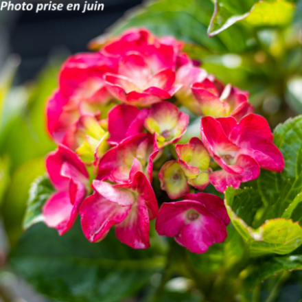 Hydrangea macrophylla 'Grandmont' - Hortensia