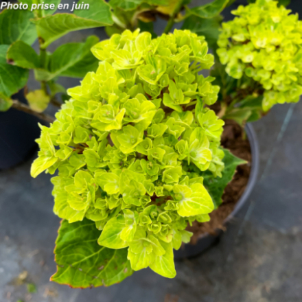 Hydrangea macrophylla 'Green Ever Belles®'