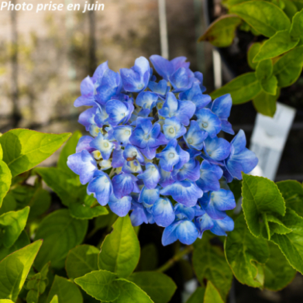 Hydrangea macrophylla 'Kuhnert' - Hortensia