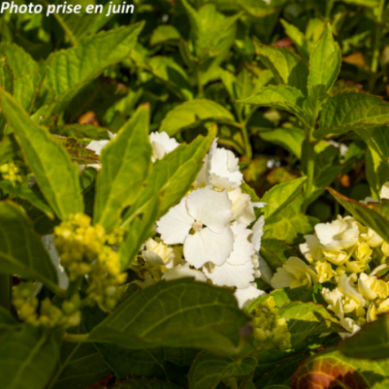 Hydrangea macrophylla 'Mme Emile Moulliére' - Hortensia