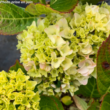 Hydrangea macrophylla 'Pink Ever Belles' - Hortensia