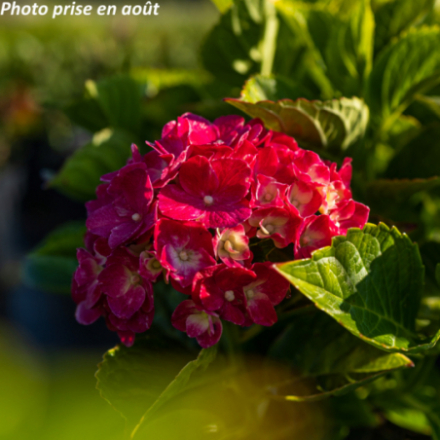 Hydrangea macrophylla 'Red Ever Belles®' - Hortensia