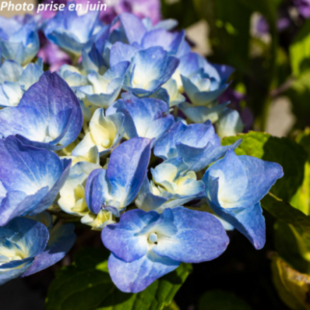 Hydrangea macrophylla 'Renate Steiniger' - Hortensia