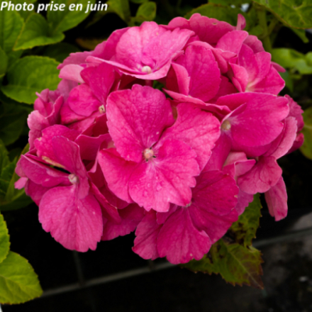 Hydrangea macrophylla 'Rosita' - Hortensia
