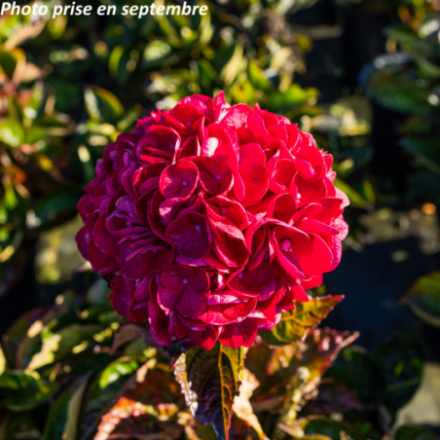 Hydrangea macrophylla 'Sanguinea' - Hortensia