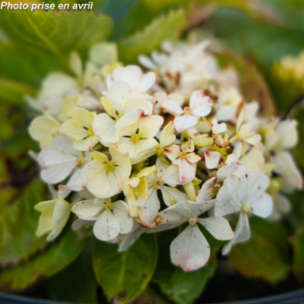 Hydrangea macrophylla 'Schneeball' - Hortensia