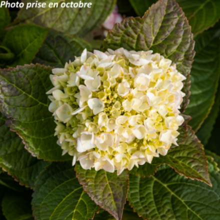 Hydrangea macrophylla 'Teller Libelle' - Hortensia