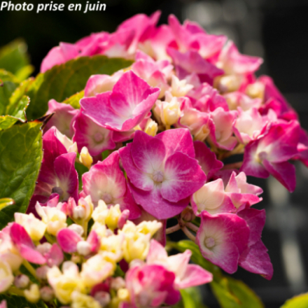 Hydrangea macrophylla 'Tovelit Nain' - Hortensia