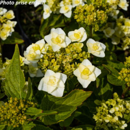 Hydrangea macrophylla 'Wedding Gown Cov' - Hortensia