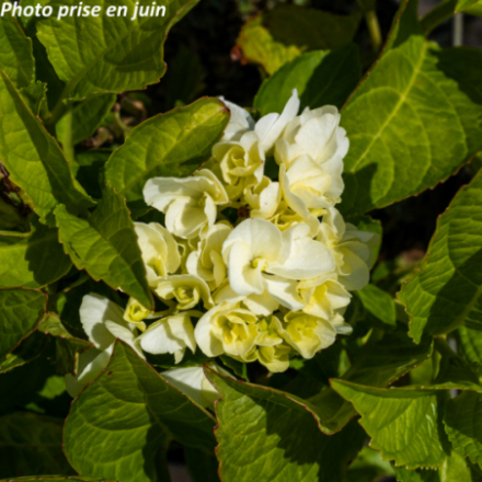 Hydrangea macrophylla 'Wudu' - Hortensia