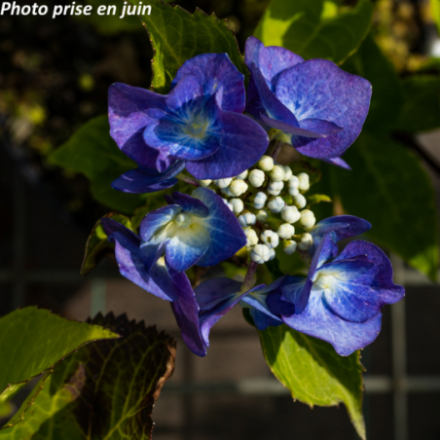 Hydrangea macrophylla 'Zorro Bleu' - Hortensia