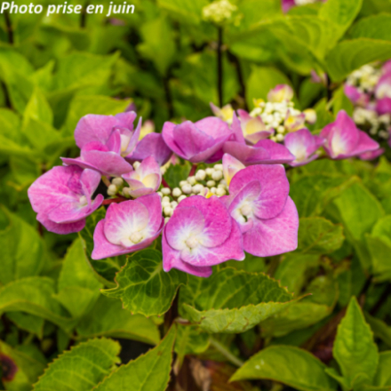 Hydrangea macrophylla 'Zorro Rose' - Hortensia
