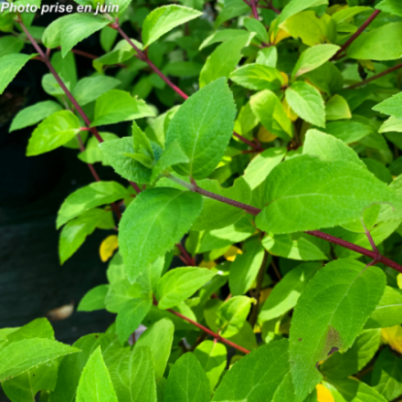 Hydrangea paniculata 'Diamant Rouge' - Hortensia