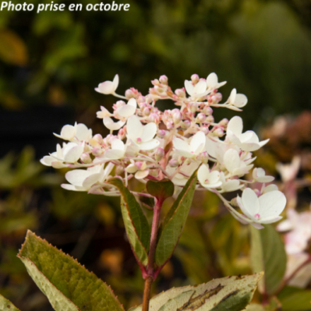 Hydrangea paniculata 'Grandiflora' - Hortensia