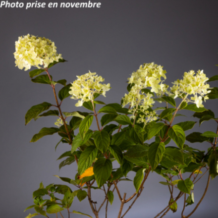 Hydrangea paniculata 'Limelight®' - Hortensia