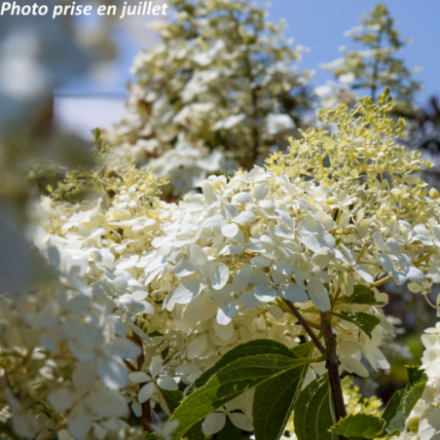 Hydrangea paniculata 'Phantom' - Hortensia