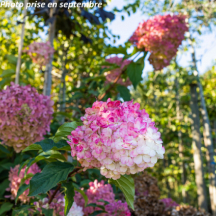 Hydrangea paniculata 'Unique' - Hortensia