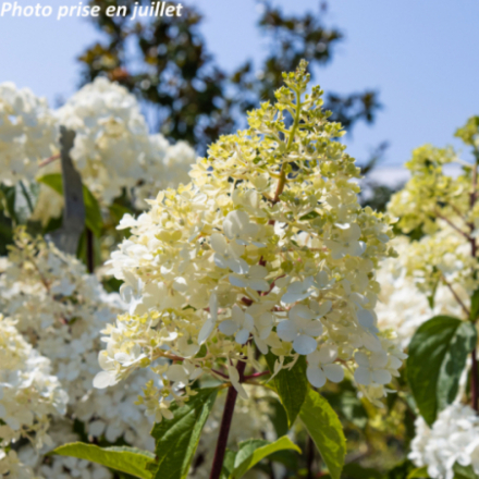 Hydrangea paniculata 'Vanille-Fraise' - Hortensia