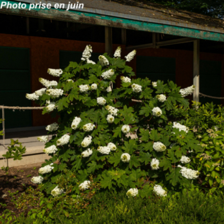 Hydrangea quercifolia 'Snow Queen' - Hortensia