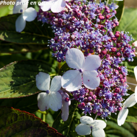 Hydrangea serrata 'Blue Bird' - Hortensia