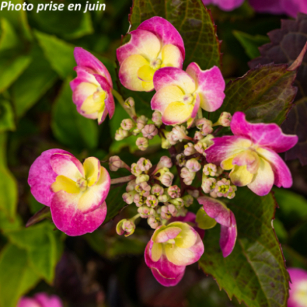 Hydrangea serrata 'Cotton Candy®' - Hortensia