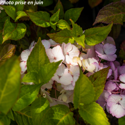 Hydrangea serrata 'Preciosa' - Hortensia