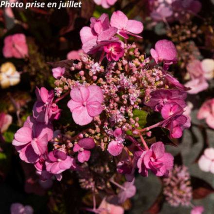 Hydrangea serrata 'Santiago' - Hortensia