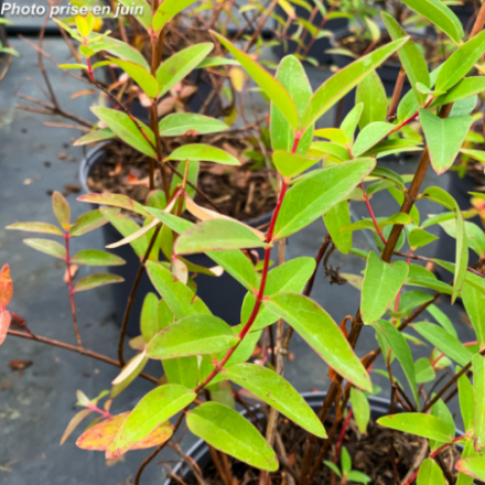 Hypericum patulum 'Hidcote'