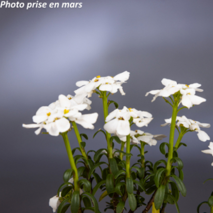 Iberis sempervirens 'Snowflake'