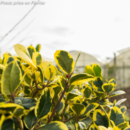 Ilex altaclerensis 'Golden King' (femelle)