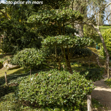 Ilex aquifolium