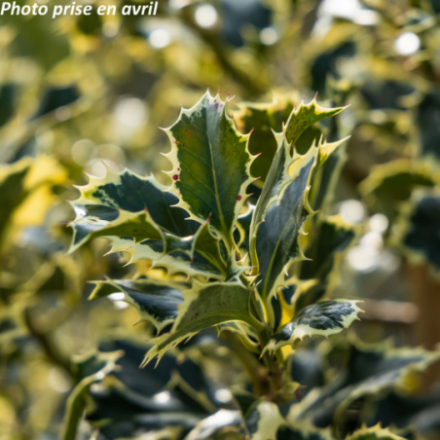 Ilex aquifolium 'Argentea marginata (femelle)'