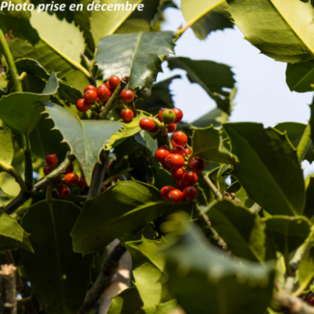 Ilex aquifolium 'Castanaefolia'