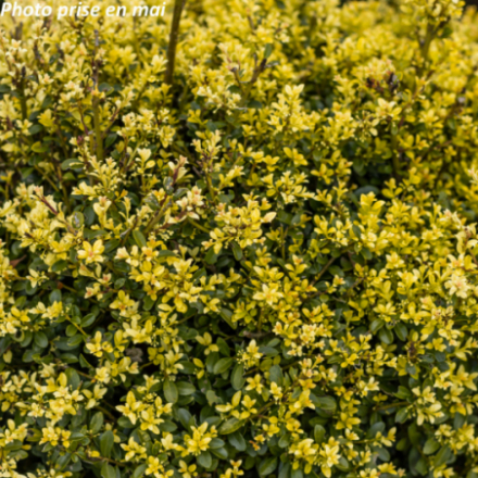 Ilex crenata 'Kinme' - Houx Crénelé