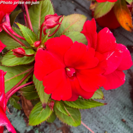 Impatiens Sunpatiens