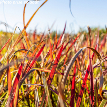 Imperata cylindrica 'Red Baron'