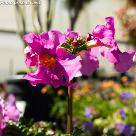 Incarvillea delavayi