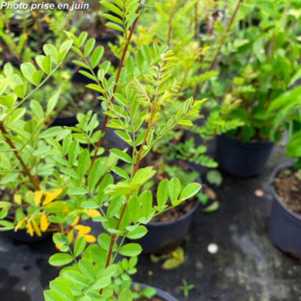 Indigofera heterantha