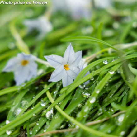 Ipheion uniflorum 'Wisley Blue'