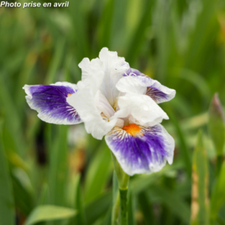 Iris germanica 'Americans Patriot'