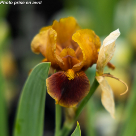 Iris germanica 'Hissy Fit'