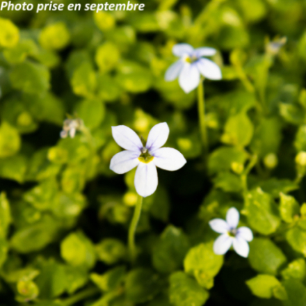 Isotoma fluviatilis