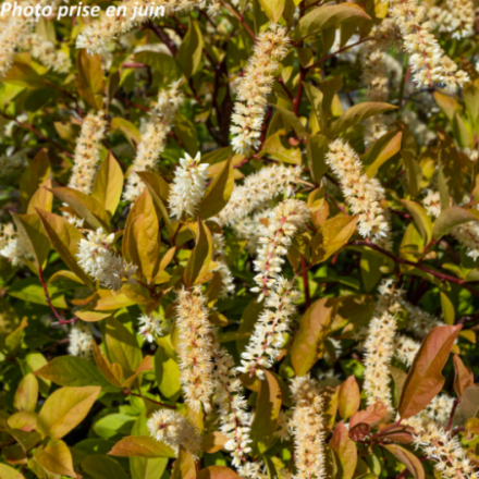 Itea virginica 'Henry's Garnet'