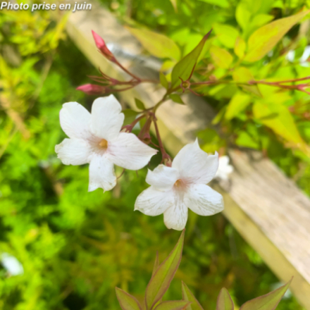 Jasminum officinale - Jasmin officinal