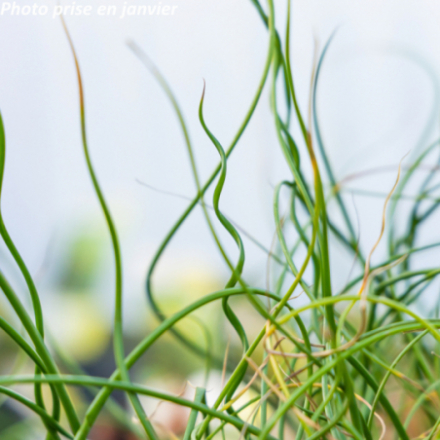 Juncus effusus 'Spiralis'