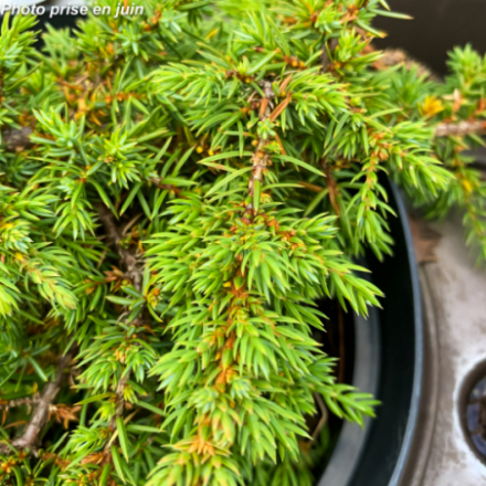 Juniperus communis 'Green Carpet'