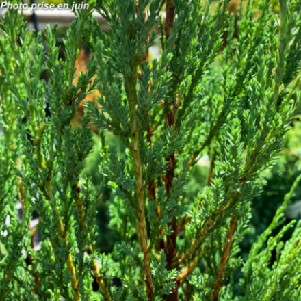 Juniperus scopulorum 'Blue Arrow'